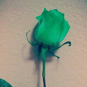 Meet your Posher, Alexandra